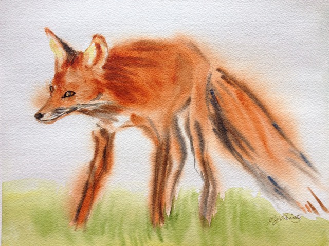 Favorite Fox, Olympia WA