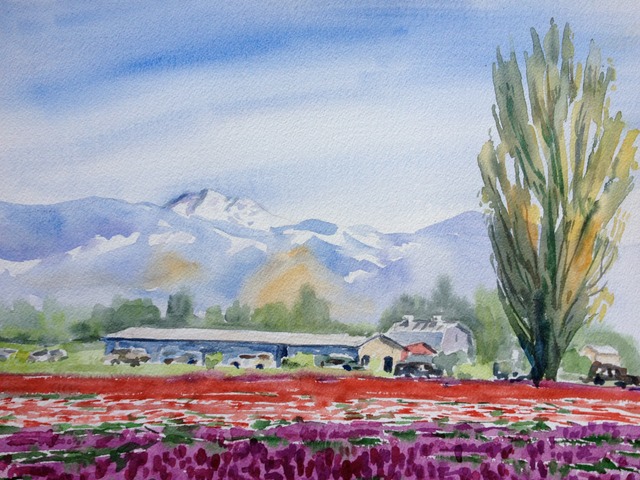 Mount B and tulips