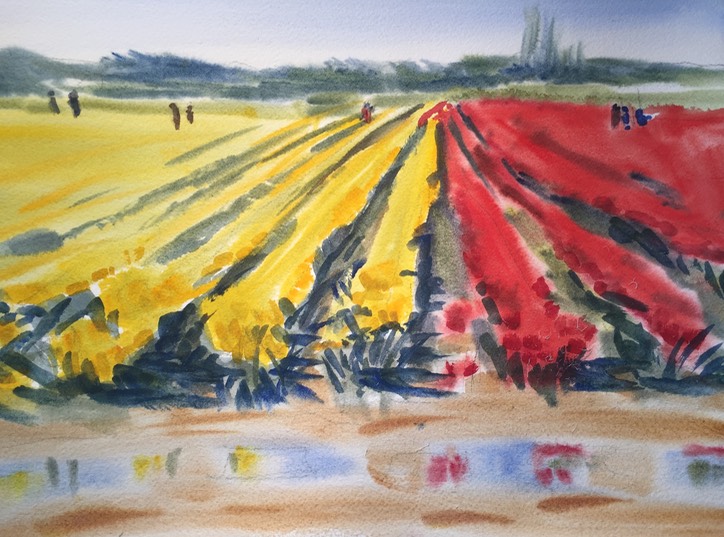 Tulip Fields After Rain